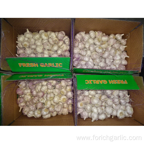 New Season Normal Fresh Garlic